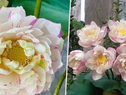 Chị em 'phát sốt', lùng mua bằng được hoa sen đột biến độc lạ