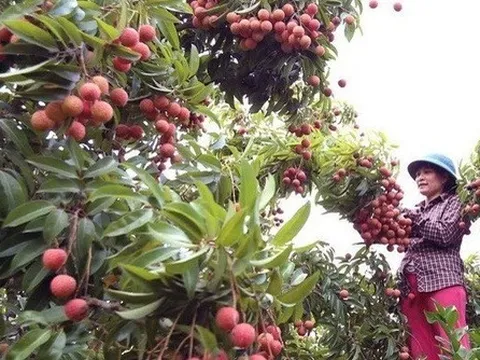 Nửa triệu đồng cho tour du lịch hái vải đêm tại Bắc Giang