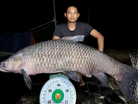 "Cần thủ" câu được cá trắm đen “khủng” hơn 40 kg
