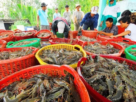 Giá tôm giảm mạnh, người nuôi "treo ao"