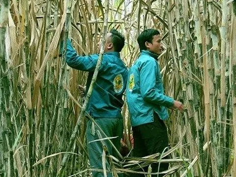 Bán đường giúp Mía đường Lam Sơn bỏ túi khoảng 4 tỷ mỗi ngày