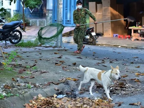Hà Nội yêu cầu thành lập và duy trì hiệu quả các đội bắt chó thả rông