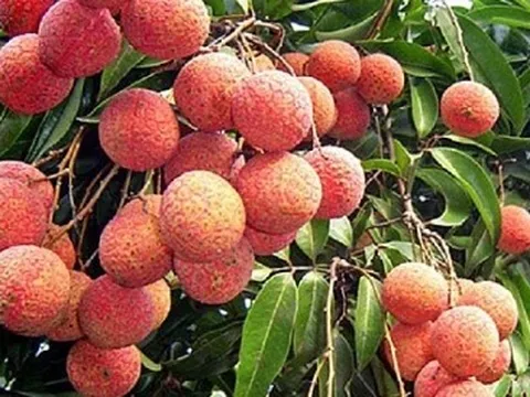 Vải ngọc không hạt cháy hàng, nhà sản xuất trả đơn không kịp
