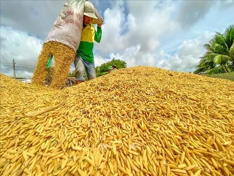 Thị trường nông sản tuần qua: Giá gạo Việt Nam cao nhất kể từ tháng 4/2021