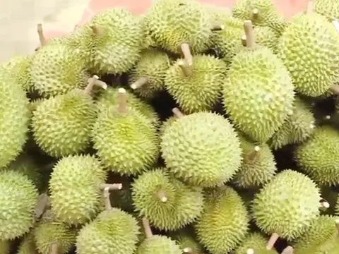 Sầu riêng Việt có thể mang về 1 tỷ USD