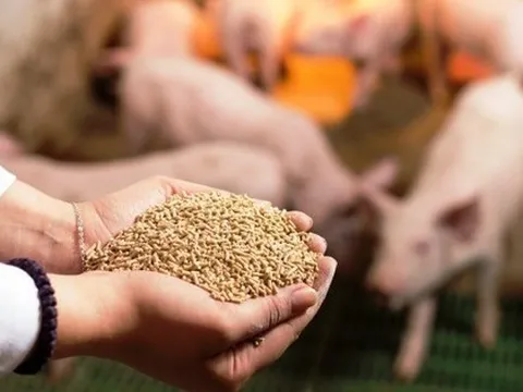 Thu nhập cả tỷ đồng mỗi năm nhờ mô hình chăn nuôi không cần bỏ một đồng tiền vốn