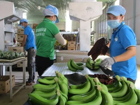 Bầu Đức xuất khẩu gần 15.000 tấn chuối trong 1 tháng