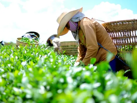 Lâm Đồng: Sở Công Thương thông tin về việc rà soát sử dụng hóa chất nhuộm chè