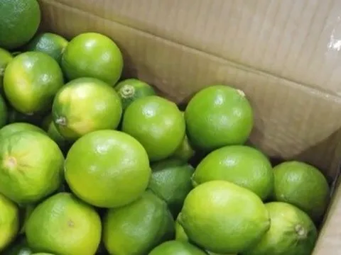 Chanh không hạt Việt Nam chiếm lĩnh thị trường Vùng Vịnh