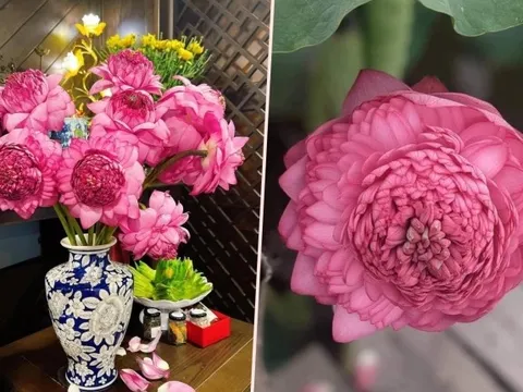 Từng lên cơn sốt khiến chị em mê mẩn, hoa sen ngàn cánh giờ rớt giá thê thảm
