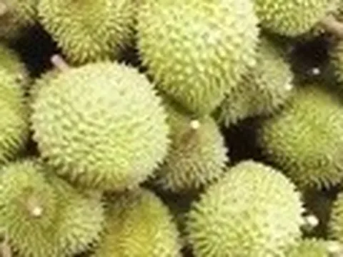 Xuất khẩu sầu riêng tăng 18 lần