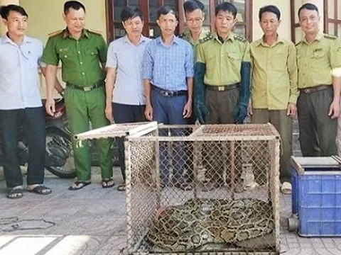 Nhiều lần bị mất vật nuôi, cả làng tá hỏa phát hiện trăn “khủng”