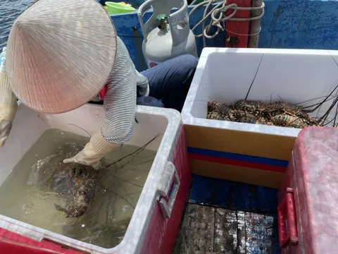 Côn đồ lộng hành ở vịnh Vân Phong: Sẽ quản chặt ca-nô mua tôm