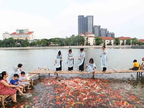 Ngất ngây sắc màu của vạn con cá Koi khi đến hồ Tây