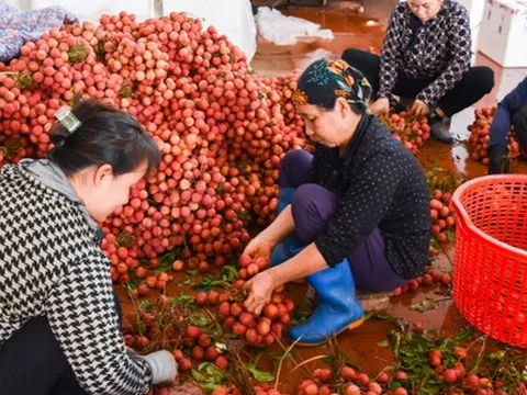 Phu vải kiếm tiền triệu mỗi ngày tại thủ phủ vải thiều
