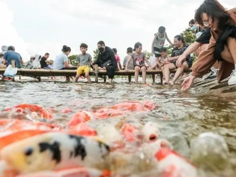 Người dân kéo đến trải nghiệm tại hồ cá Koi lớn nhất Hà Nội