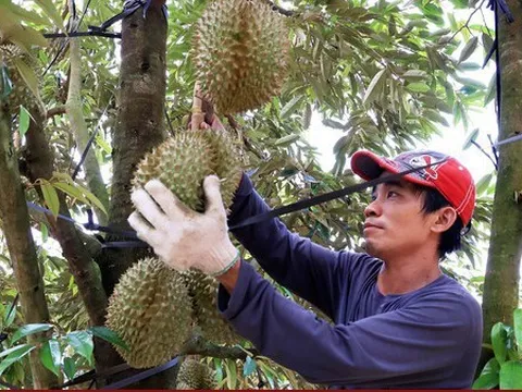 5 tháng đầu năm, xuất khẩu rau quả thu hơn 1,8 tỷ USD