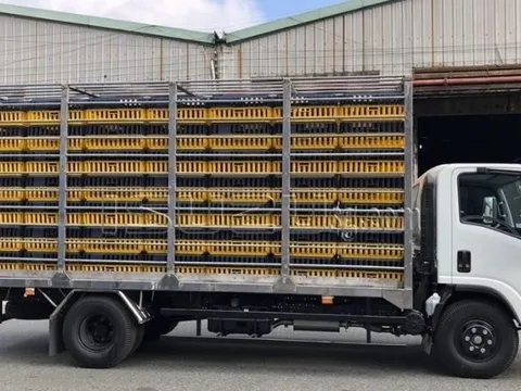 Ngăn chặn hành vi buôn bán, vận chuyển trái phép gia cầm qua biên giới
