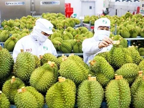 Rau quả Việt xuất ngoại tăng cao kỷ lục