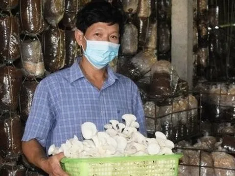 Cơ duyên tìm dược liệu chữa bệnh cho bố đến trồng nấm kiếm tiền tỷ