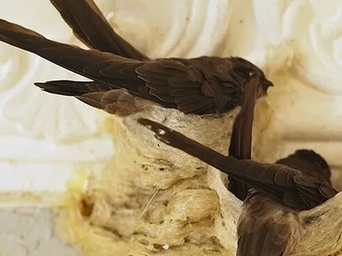 Việt Nam nuôi loài chim 'nhả vàng', cho ra siêu thực phẩm nổi tiếng thế giới: Có nước chi hàng nghìn tỷ đồng mua ăn