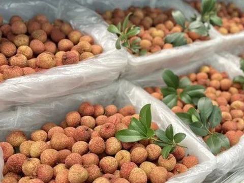 Vải thiều Bắc Giang giá gần 800.000 đồng/kg ở Mỹ