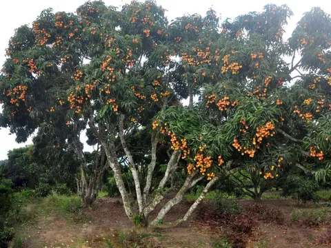 Loại quả bán la liệt ngoài đường tại Việt Nam, giá chỉ 10.000 đồng/kg, xuất ngoại thành hàng "hot", giá gần 1 triệu đồng/kg
