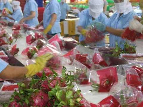 4 tỷ USD xuất khẩu rau quả dự báo "trong tầm tay"