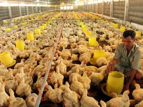 Chăn nuôi bên bờ vực phá sản