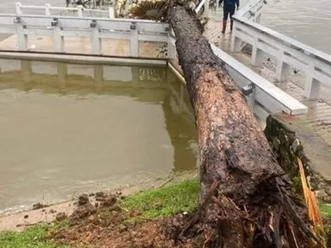 Lâm Đồng: Mưa lớn làm nhiều cây xanh gãy đổ, ngập cục bộ