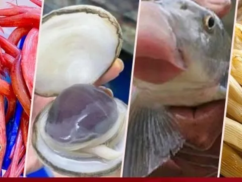 6 đặc sản vùng miền đắt đỏ nhất Việt Nam