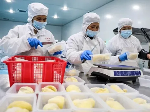Trung Quốc thu hoạch vụ sầu riêng đầu tiên, hàng Việt Nam tự tin "sống tốt", thẳng tiến thị trường toàn cầu