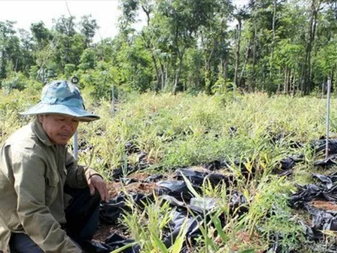 Vụ nông dân 'cay mắt' với gừng liên kết: Cơ quan điều tra vào cuộc