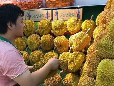 Xuất khẩu loại 'quả vàng quả bạc' này đã tăng hơn 1.700% kể từ đầu năm, Trung Quốc ồ ạt thu mua do diện tích trồng chưa đến 1/1.000 so với Việt Nam