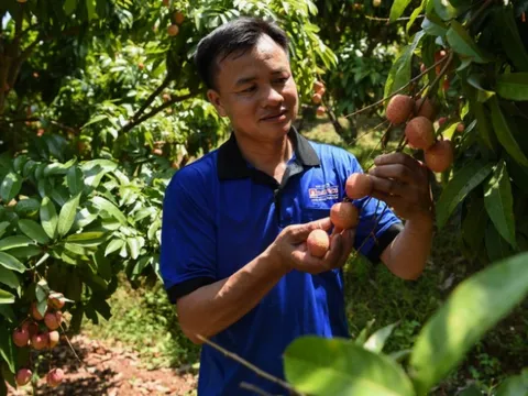 Thay vì mua cân, người tiêu dùng có thể mua cả cây vải thiều