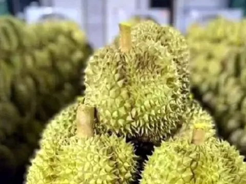Xuất khẩu sầu riêng Thái Lan sang Trung Quốc tăng vọt nhờ giao thông