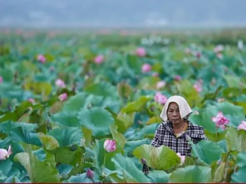 Rộn ràng mùa thu hoạch hạt ‘thần dược’, nông dân thu hàng chục triệu đồng mỗi vụ