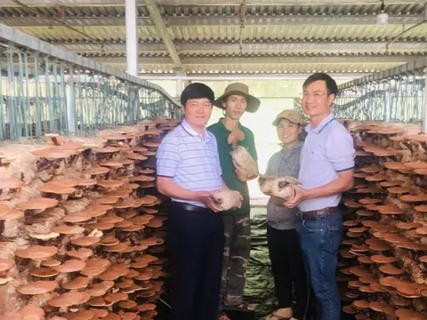 “Mỏ nấm” tiền tỷ của một kỹ sư xây dựng cầu đường