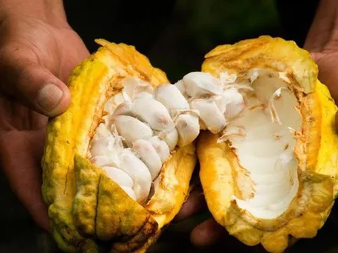 Loại hạt của Việt Nam được xếp hạng ngon nhất thế giới, là “thuốc hạ huyết áp tự nhiên”, ngừa cả đau tim và đột quỵ