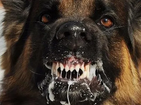 Chó nuôi phát dại cắn liên tiếp 6 người và 18 chú chó khác