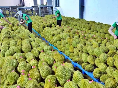 Xuất khẩu được giá cao, nông dân ồ ạt chuyển qua trồng sầu riêng