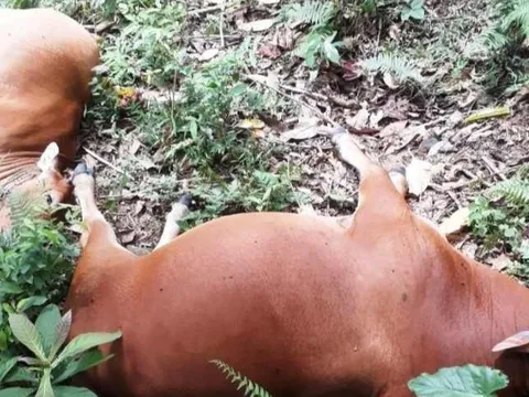 Sét đánh chết 5 con bò của một hộ dân ở Quảng Nam