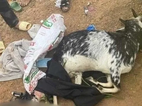 Vụ 3 công an bắn dê của dân: Bồi thường 20 triệu đồng cho gia đình có dê bị bắn