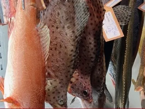 Cá ủ tươi lần đầu xuất hiện tại TP.HCM, 4 triệu đồng/kg vẫn hút khách