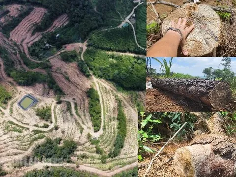 Rừng thông 30 năm tuổi ở Thanh Hóa bị đốn hạ tan hoang