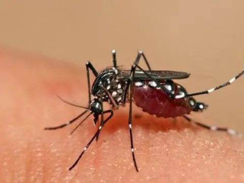 Bệnh truyền nhiễm liên quan đến muỗi có thể gia tăng bởi hiện tượng cực đoan này