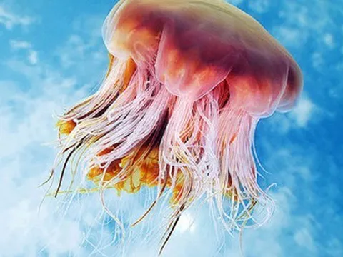 Mùa hè, đi tắm biển, bị bỏng sứa phải làm sao?