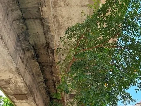 Cám cảnh cây xanh Hà Nội còi cọc 'đụng' gầm đường trên cao