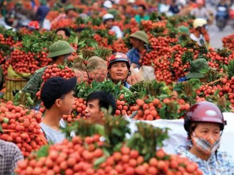 Loại quả mệnh danh 'ruby đỏ' của Việt Nam vượt biển sang Mỹ với giá bán đáng kinh ngạc: Được khen hết lời vì khác biệt