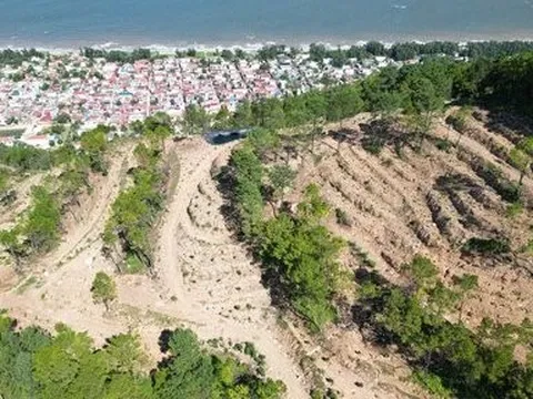 Rừng thông nơi “các cụ già bắn rơi máy bay Mỹ” bị chặt hạ tan hoang